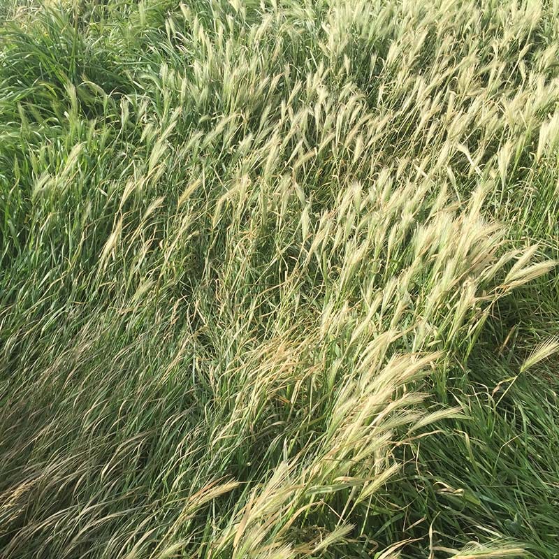 High Mountain Native Grass Seed Mix - Image 5