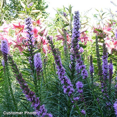 Blazing Star Seeds (Liatris) - Image 5