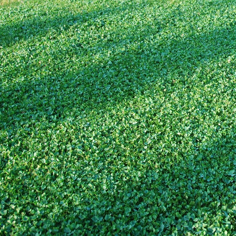 Most Popular Plants