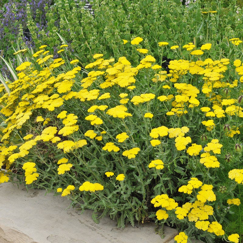 Moonshine Yarrow - Image 2