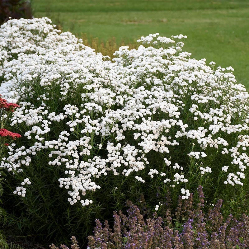 Peter Cottontail Yarrow - Image 3