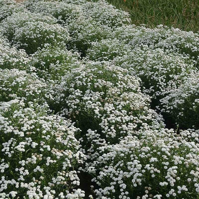 Peter Cottontail Yarrow - Image 4