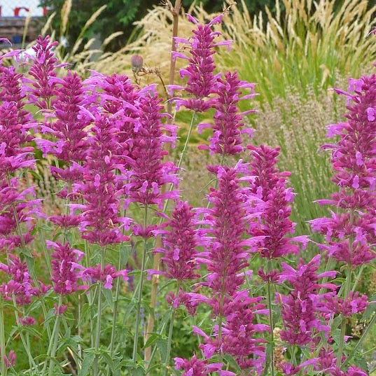 Ava Agastache - Image 2