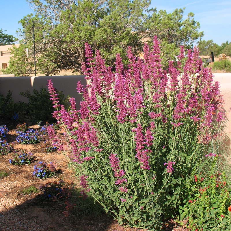 Ava Agastache - Image 6