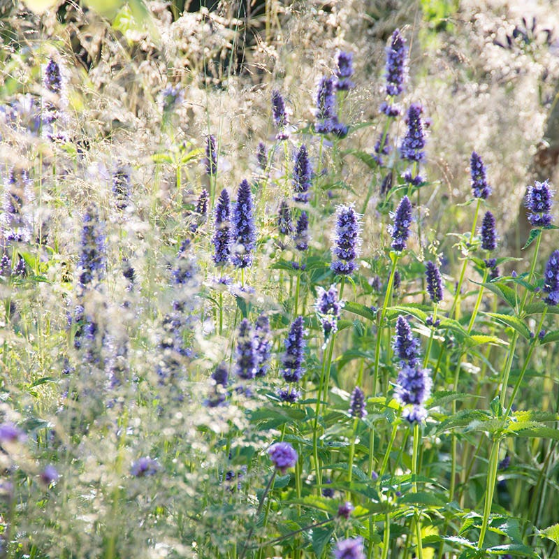 Black Adder Agastache - Image 3