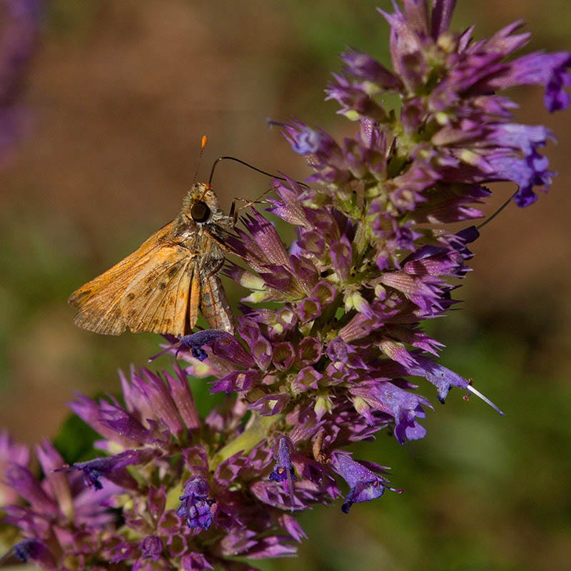Blue Blazes Agastache - Image 5
