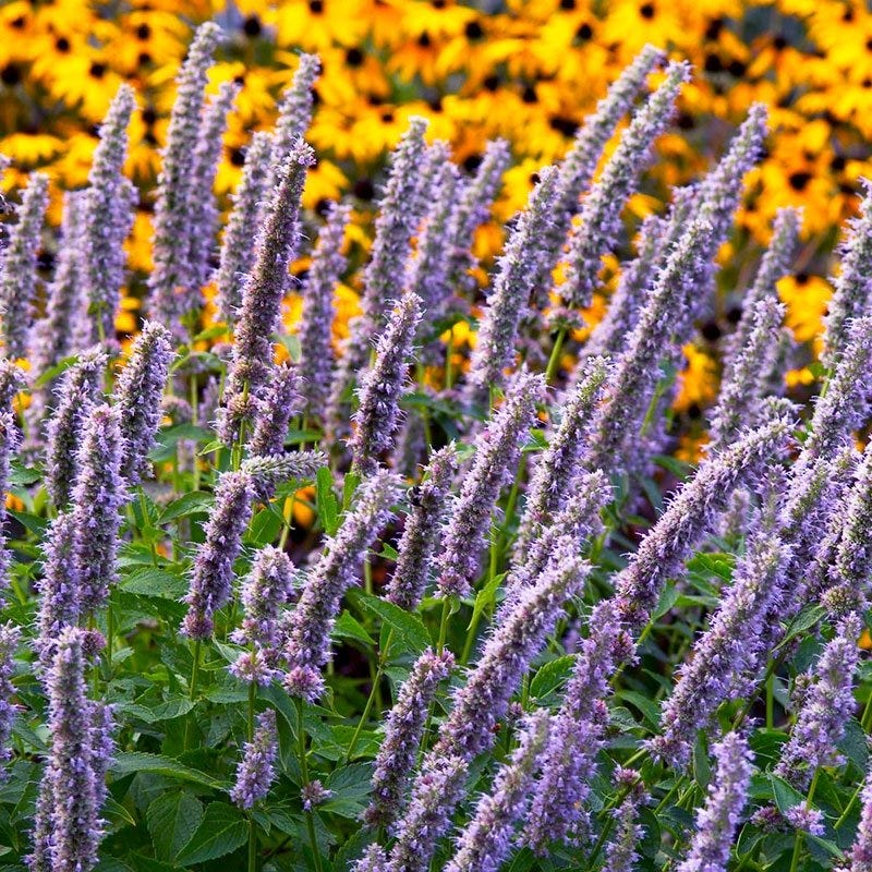 Agastache Collection - Image 4