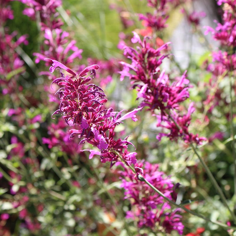 Arizona Perennial Collection - Image 8
