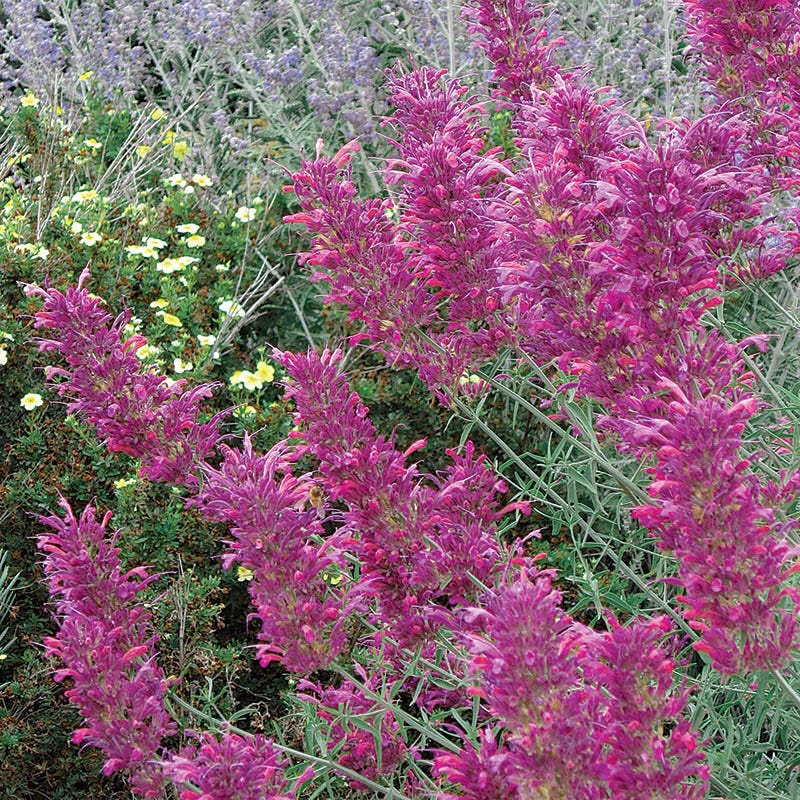 Desert Solstice Agastache - Image 2