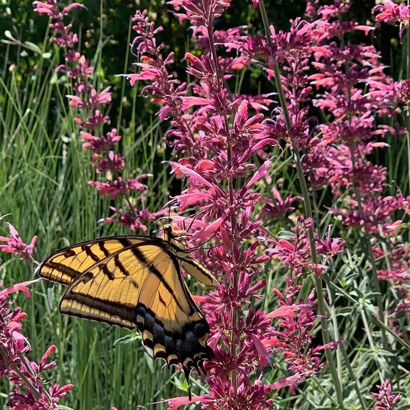 Best In Show Agastache Collection - Image 3