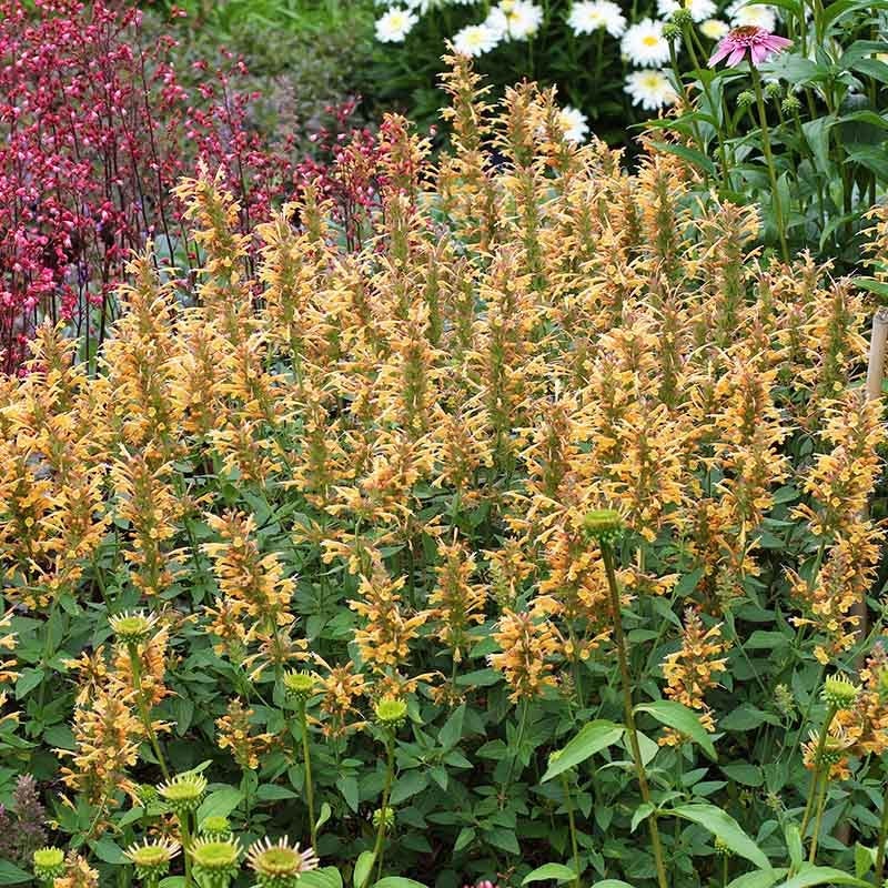 Kudos™ Gold Agastache - Image 2