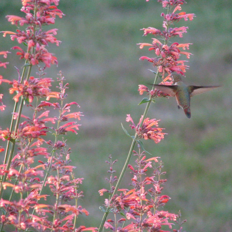 Native Southwest Songbird Pre-Planned Garden - Image 6