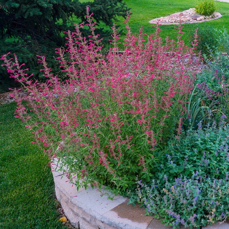 Red Happiness Agastache - Image 2