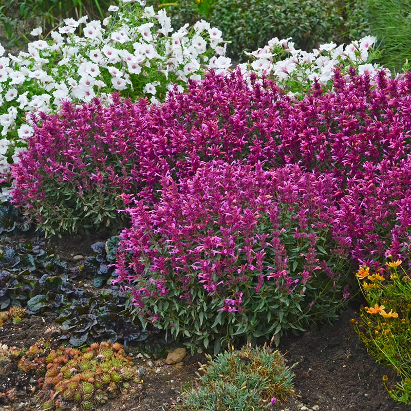 Rosie Posie Agastache - Image 4