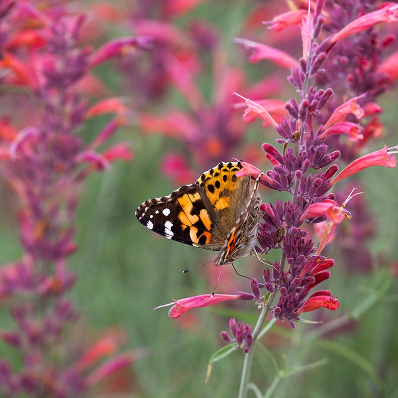 Agastache rupestris - Image 3