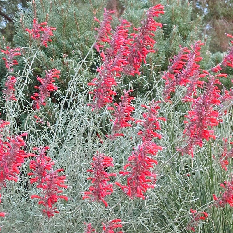Best In Show Agastache Collection - Image 6