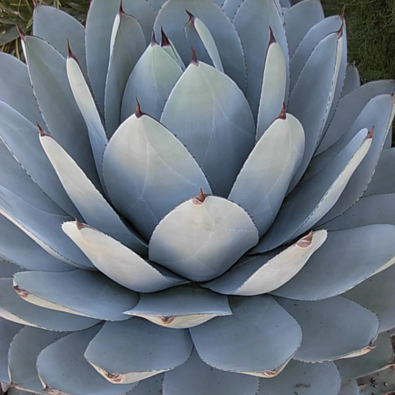Arizona Perennial Collection - Image 6