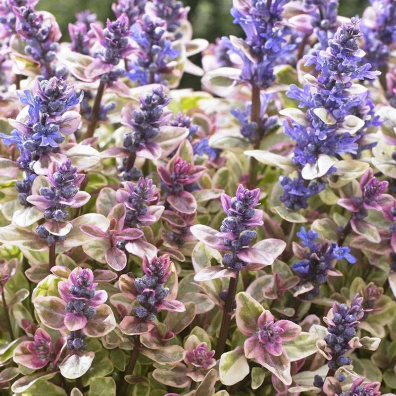 Washington Perennial Collection - Image 6