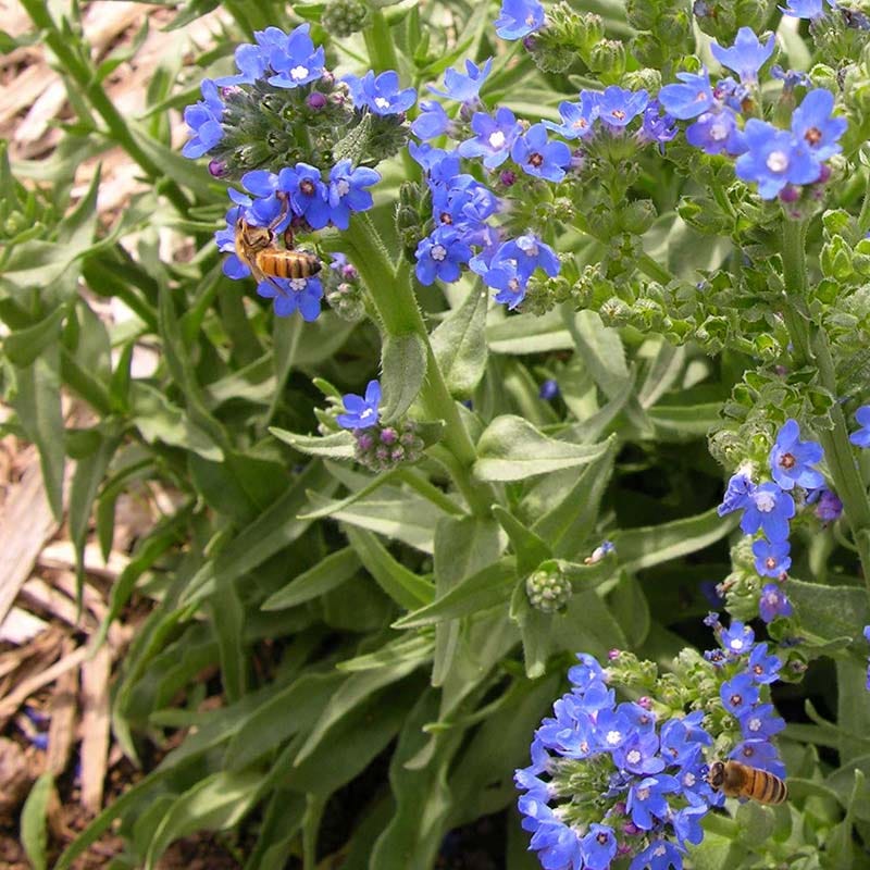 Cape Forget-Me-Not (Anchusa) - Image 4