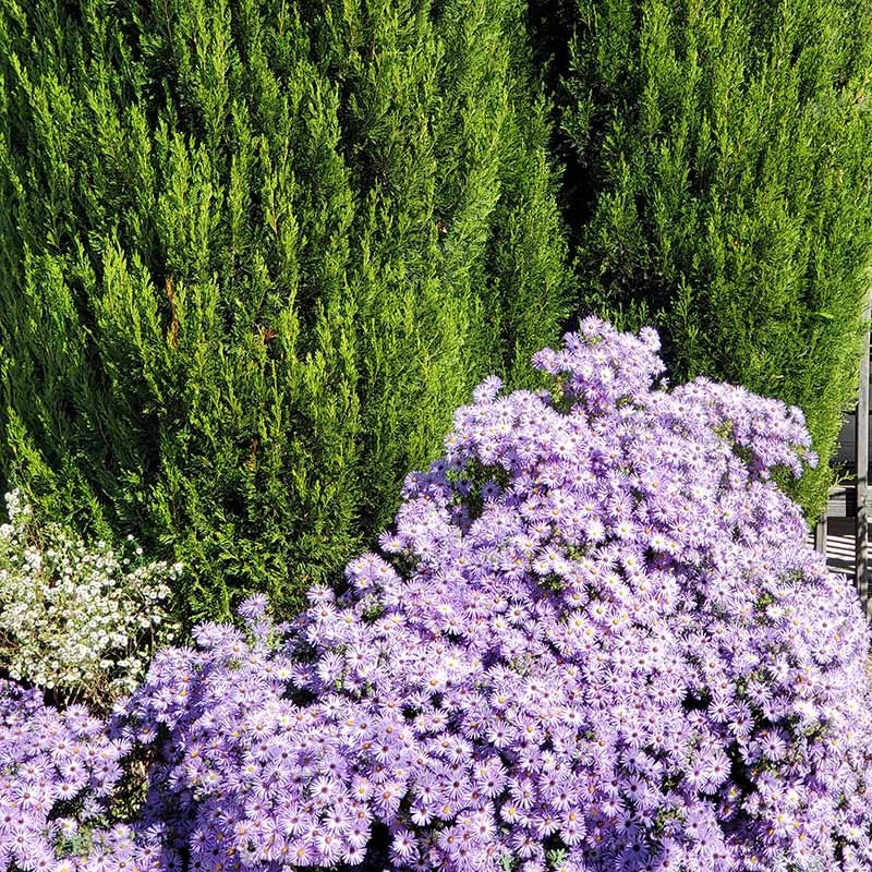Raydon's Favorite Aromatic Aster - Image 4