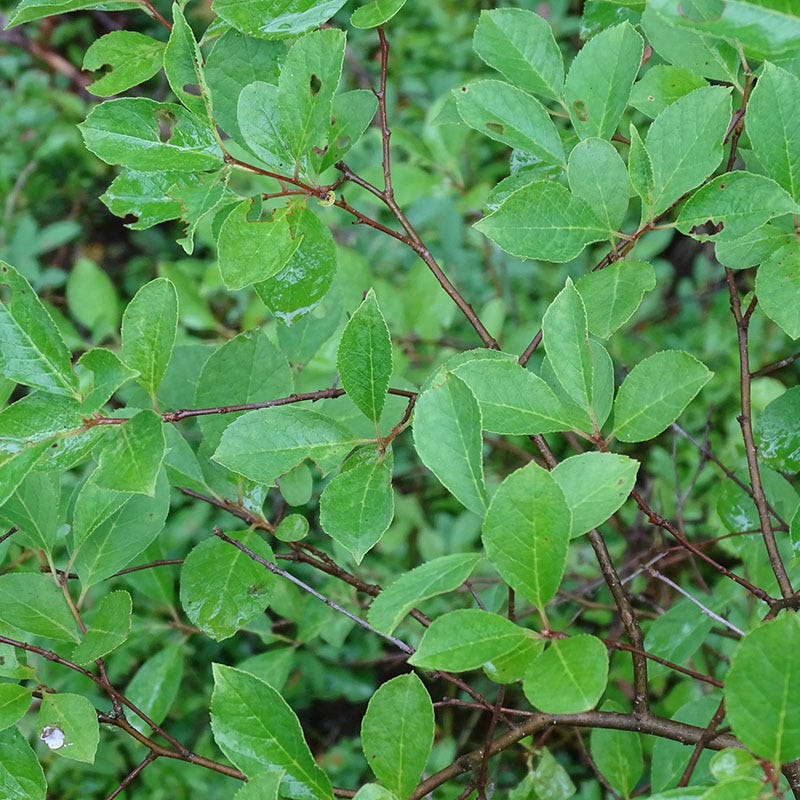 Viking Black Chokeberry (Aronia) - Image 5