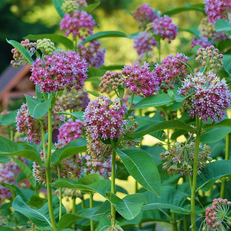 Common Milkweed - Image 3