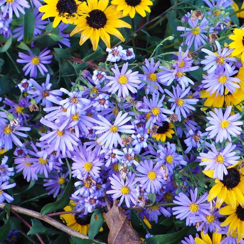 Bluebird Smooth Aster - Image 3