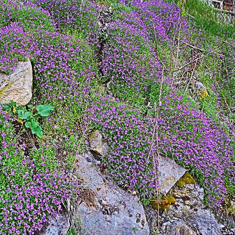 Dwarf Rock Cress - Image 3