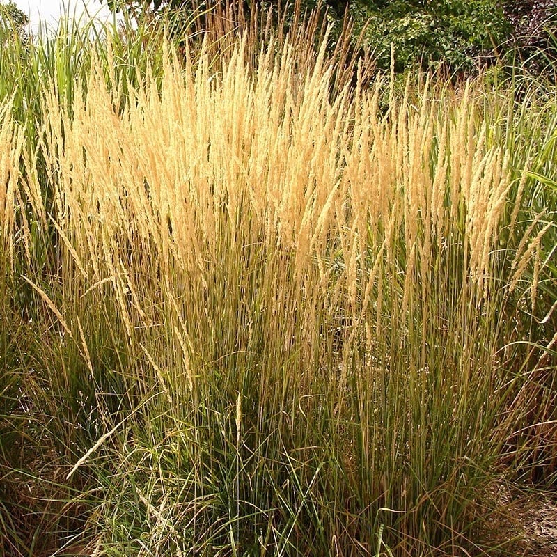 August Afternoons Pre-Planned Garden - Image 7