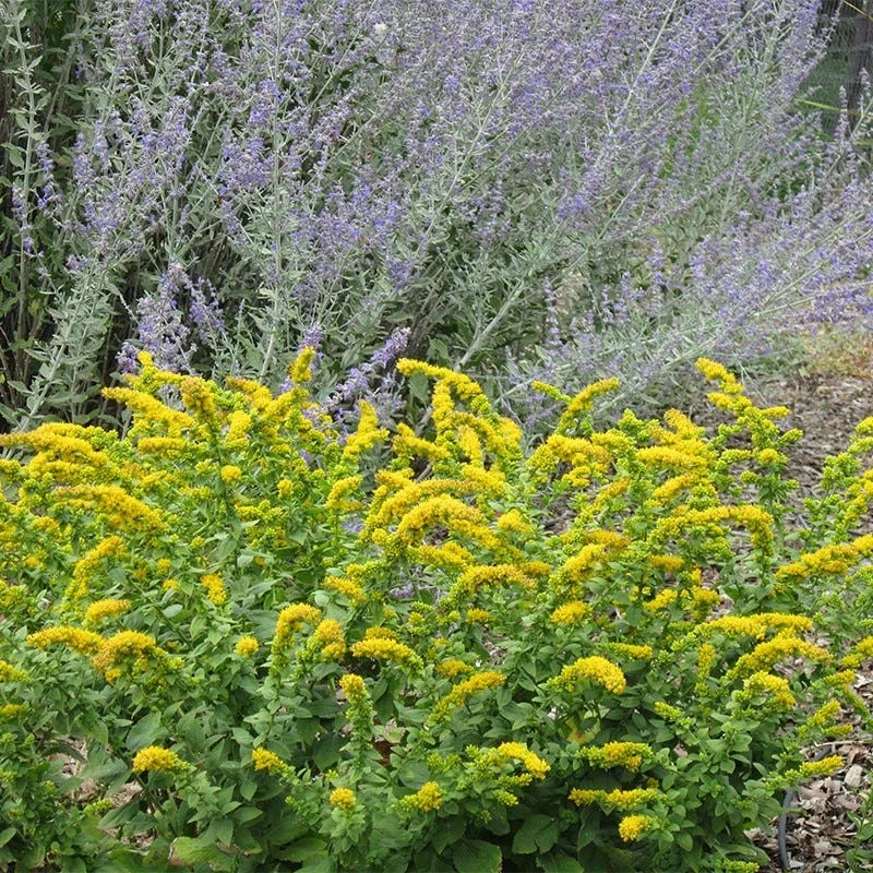 Autumn Magic Pollinator Collection - Image 5