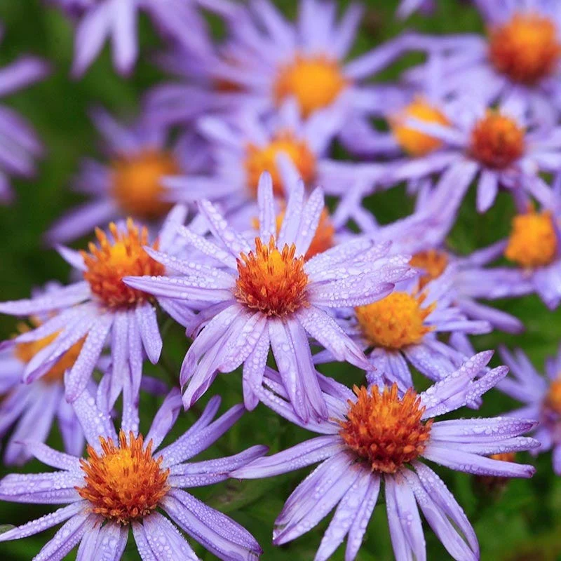 Autumn Magic Pollinator Collection - Image 6