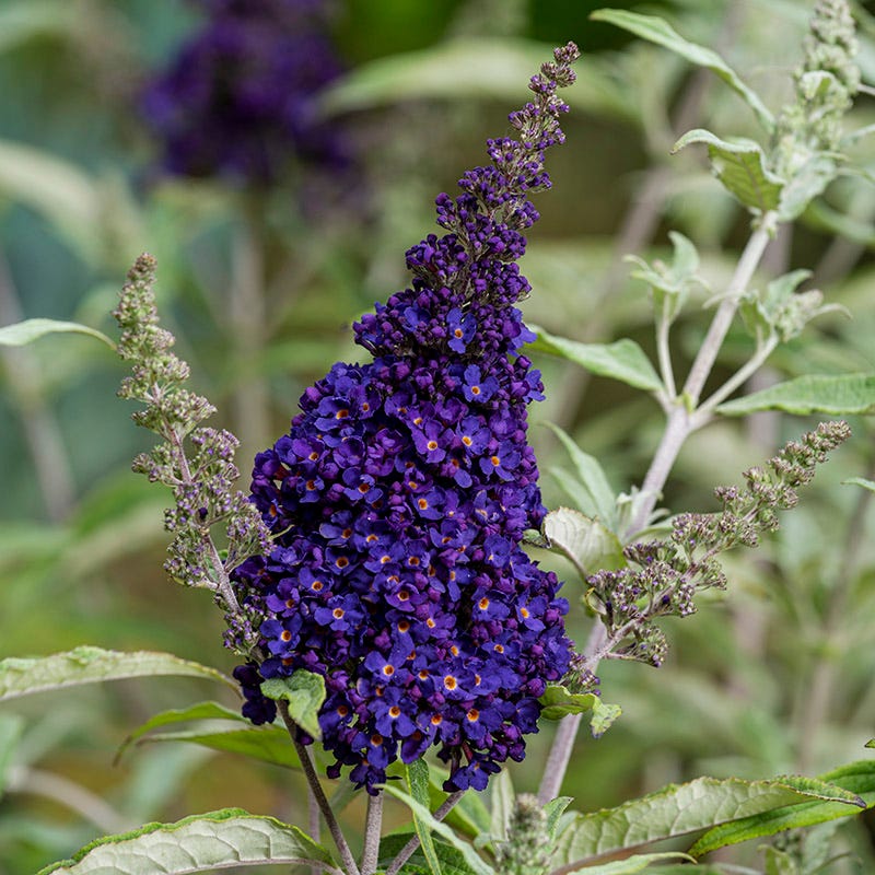 Buzz® Midnight Butterfly Bush (Buddleia) - Image 3