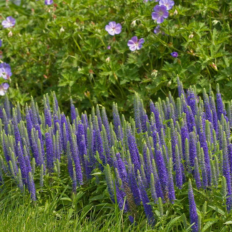 Butterfly Paradise Pre-Planned Cottage Garden - Image 7