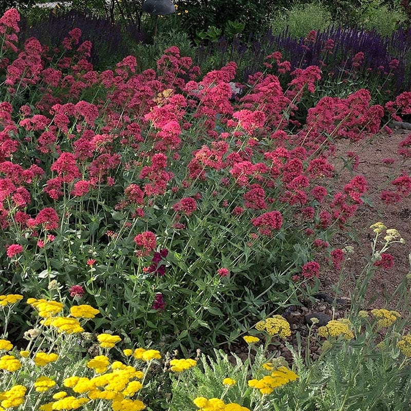 Red Valerian (Centranthus) - Image 5