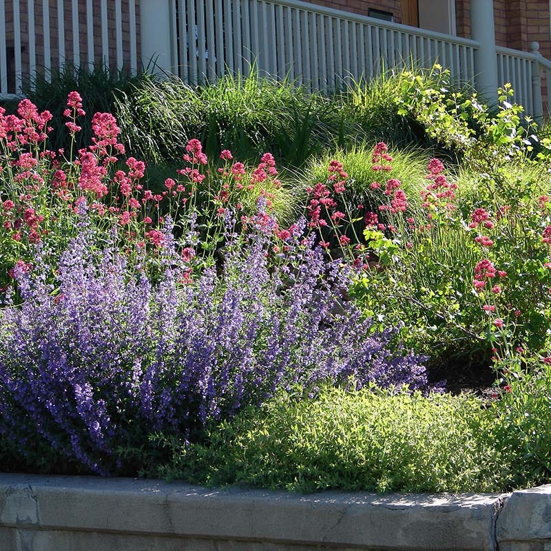 Red Valerian (Centranthus) - Image 6