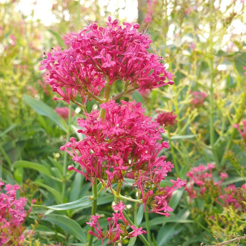 Rosy Trio Valerian Collection (Centranthus) - Image 3