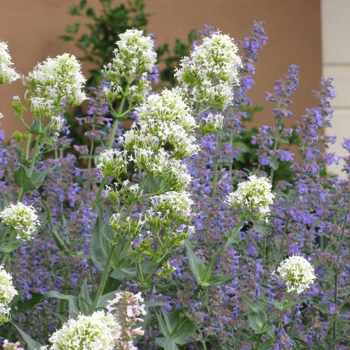 Rosy Trio Valerian Collection (Centranthus) - Image 4