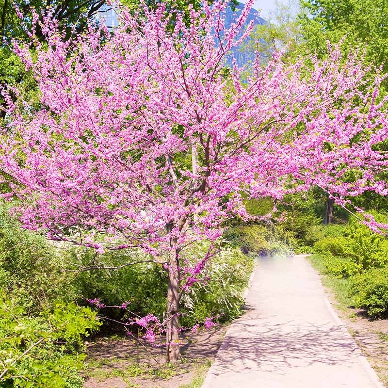 Texas Redbud (Cercis) - Image 2