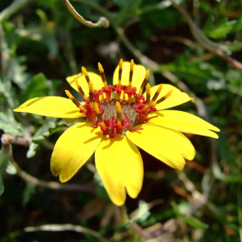 Mora County Chocolate Flower (Berlandiera) - Image 4