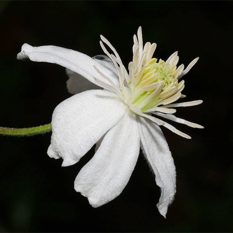 Mongolian Snowflakes (Clematis) - Image 4
