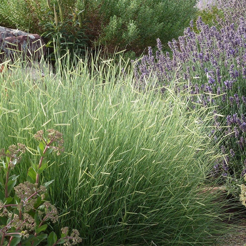 Colorado Perennial Collection - Image 6