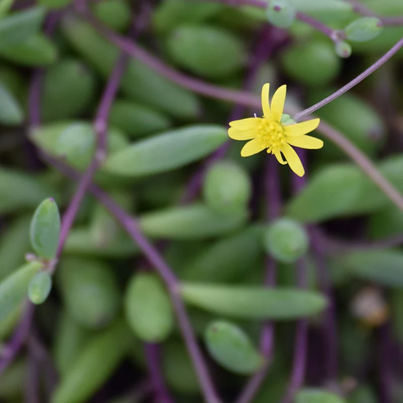 Little Pickles (Crassothonna) - Image 2