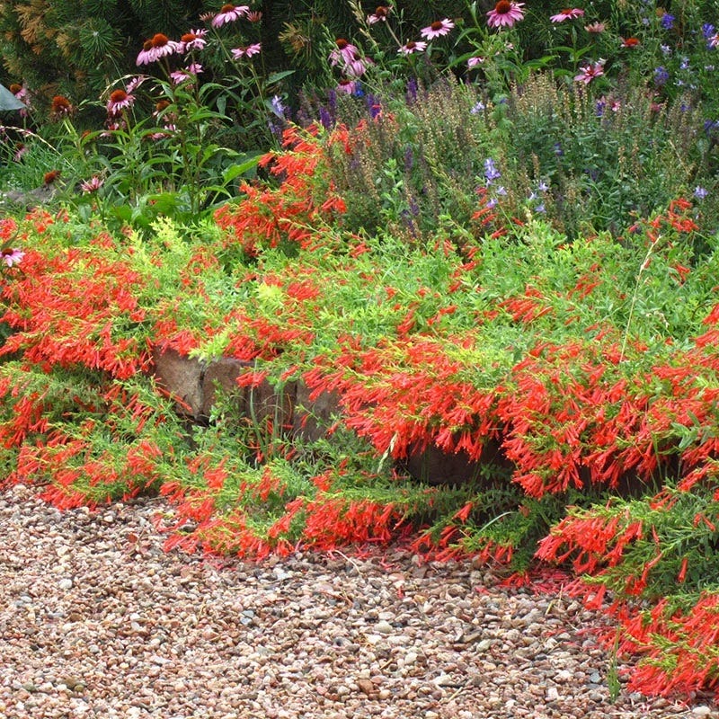 Orange Carpet® Creeping Hummingbird Trumpet (Zauschneria)