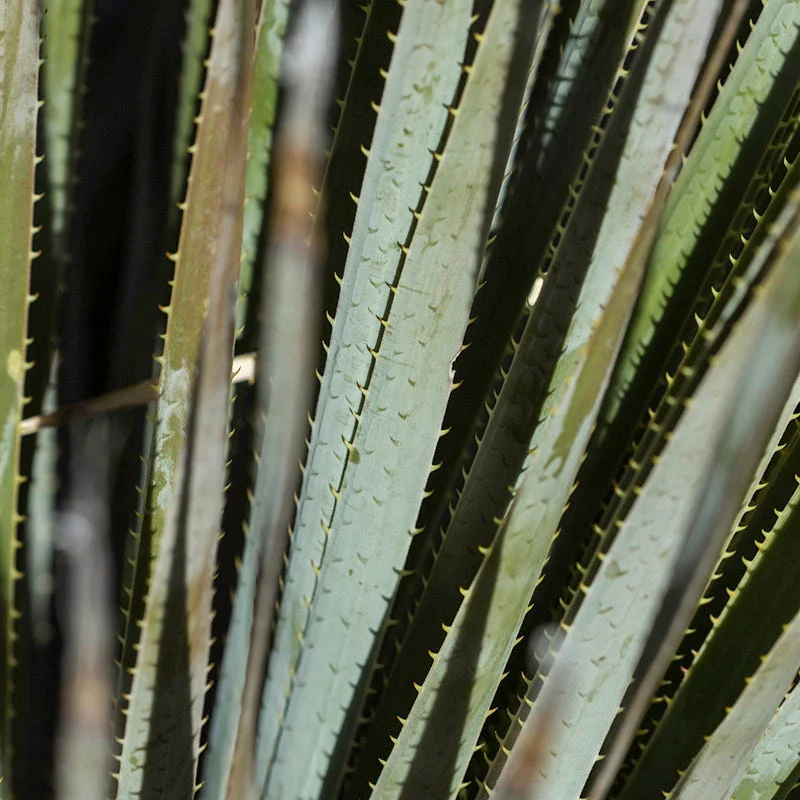 Common Sotol (Dasylirion) - Image 3