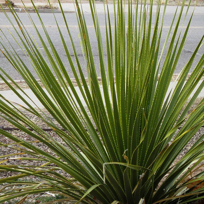 Texas Sotol (Dasylirion) - Image 3