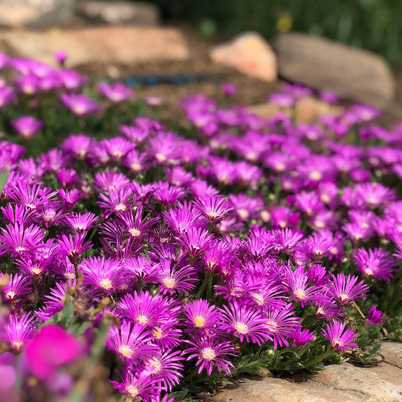 Ice Plant Collection (Delosperma) - Image 4