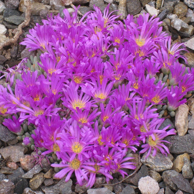 Tufted Ice Plant - Image 4