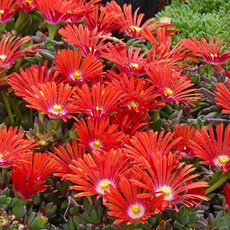 Ice Plant Collection (Delosperma) - Image 5