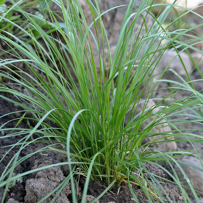 Pixie Fountain Tufted Hair Grass - Image 2