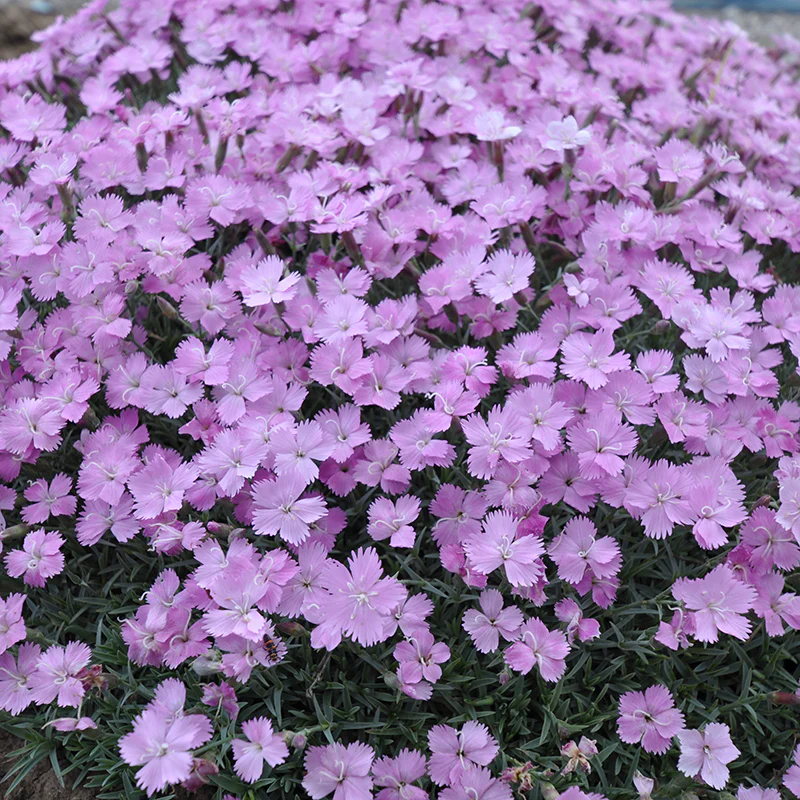 Bavarian Blue Dianthus - Image 2